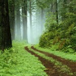 テスト投稿です