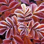 テスト投稿です