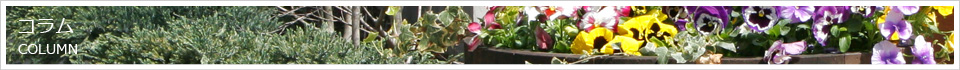 コラム