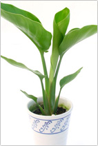 イミテーショングリーンイメージ