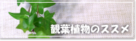 観葉植物のススメ